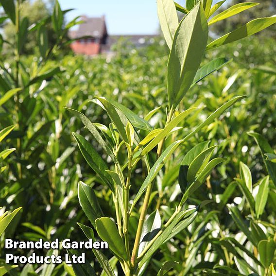 Prunus laurocerasus 'Caucasica' (Hedging)