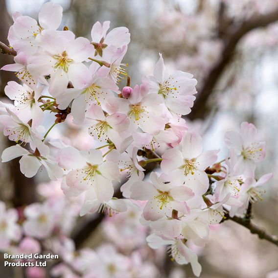 Prunus 'Pandora'