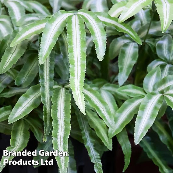 Pteris cretica var albolineata