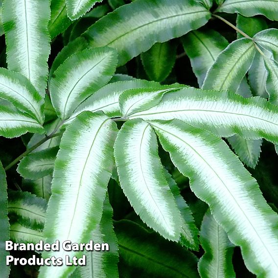 Pteris nipponica