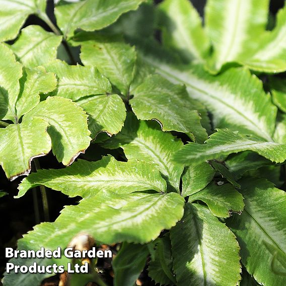 Pteris nipponica