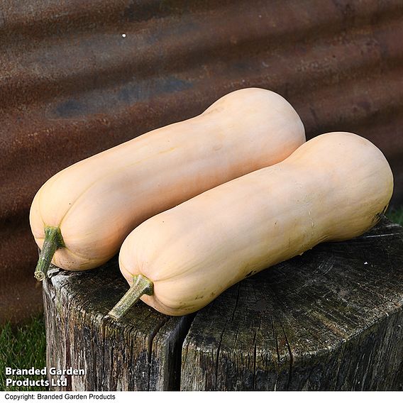 Butternut Squash 'Betternut' F1 - Seeds