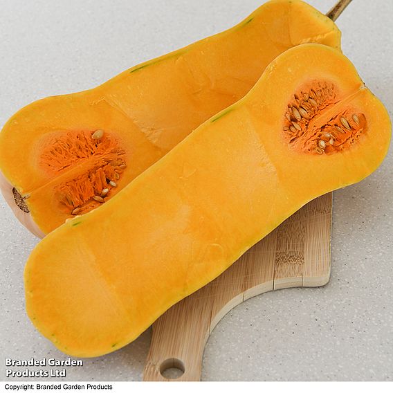 Butternut Squash 'Betternut' F1 - Seeds