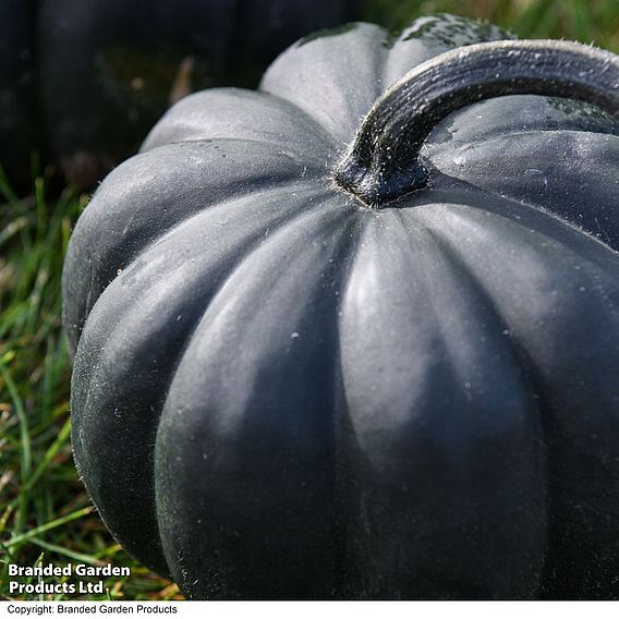 Squash 'Midnight' F1 (Winter) - Seeds