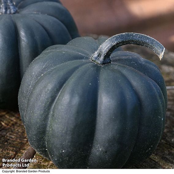 Squash 'Midnight' F1 (Winter) - Seeds