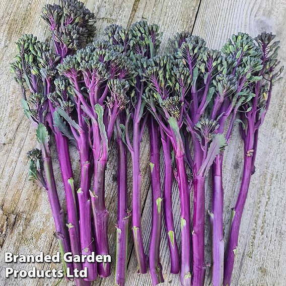 Broccoli 'Purplelicious'