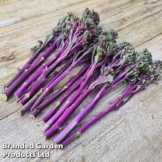 Broccoli 'Purplelicious'