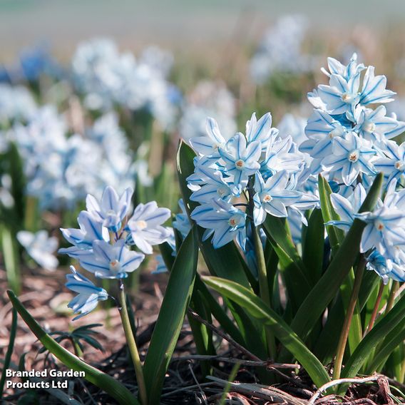 148 Spring Bulb Collection