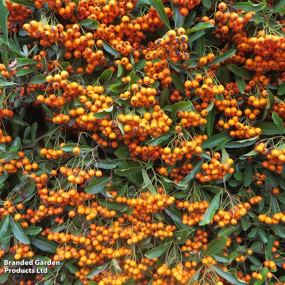 Pyracantha 'Firelight'