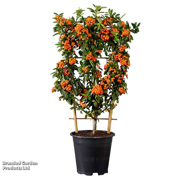 Pyracantha coccinea 'Orange Star'