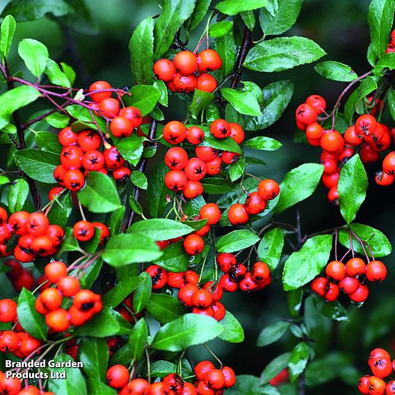 Pyracantha 'Orange Glow'