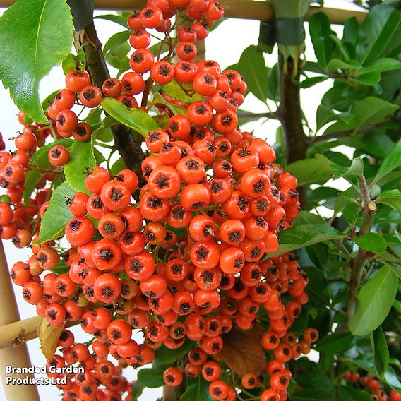 Pyracantha 'Orange Glow'