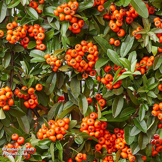 Pyracantha coccinea 'Orange Star'