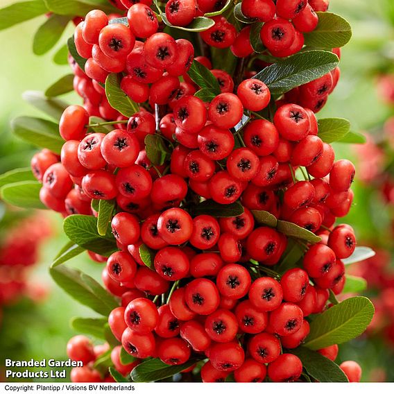 Pyracantha coccinea 'Red Star'