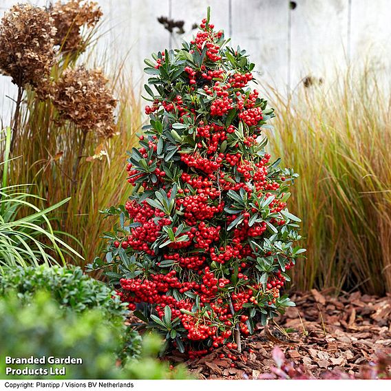 Pyracantha coccinea 'Red Star'