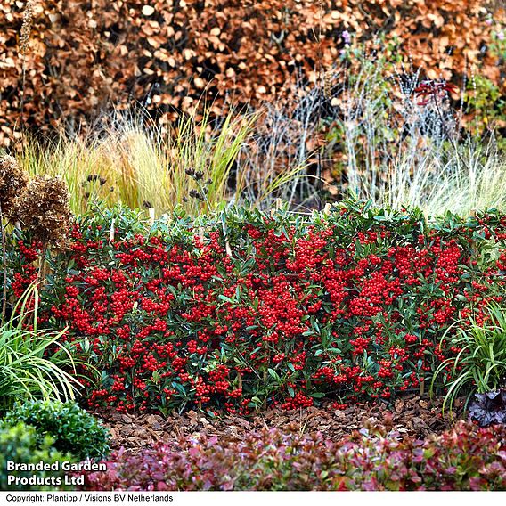 Pyracantha coccinea 'Red Star'