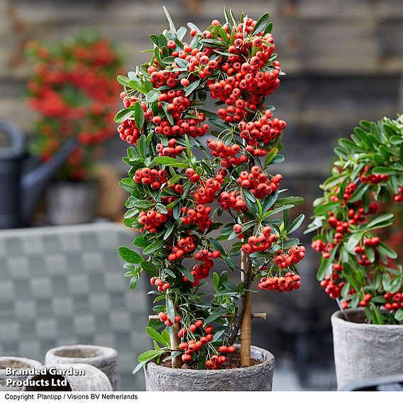 Pyracantha coccinea 'Red Star'