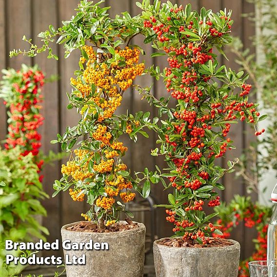 Pyracantha coccinea 'Star' Duo