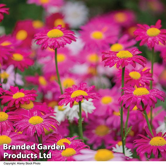 Tanacetum coccineum 'Single Mixed'