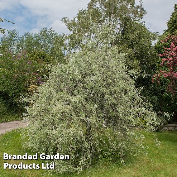 Pyrus salicifolia 'Pendula'