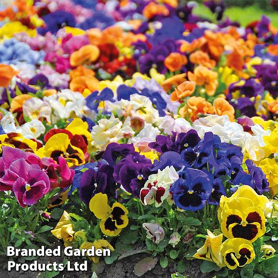 Pansy 'Matrix™ Mixed'