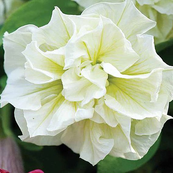 Petunia 'Frills & Spills™ Susanna'