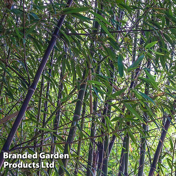 Black Bamboo