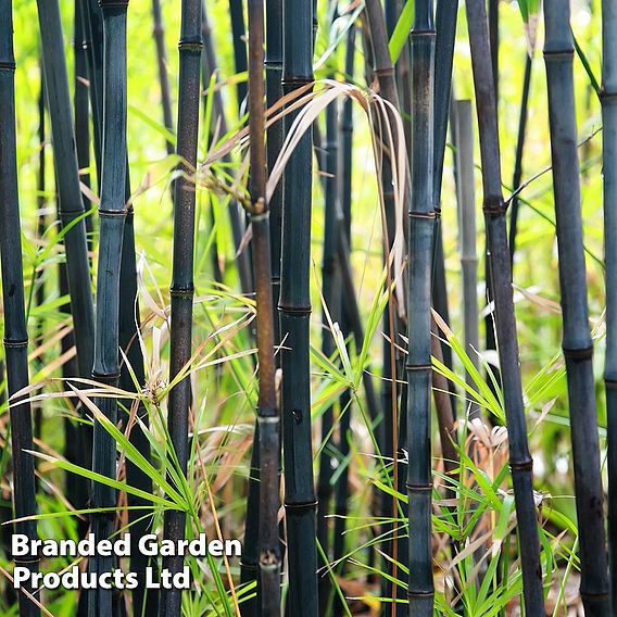 Black Bamboo