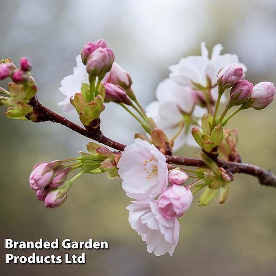 Prunus 'Amanogawa'