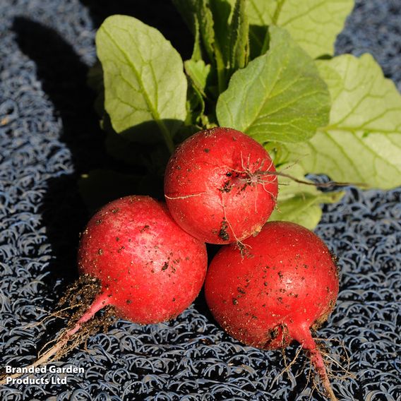 Radish 'Saxa 2' - Seeds