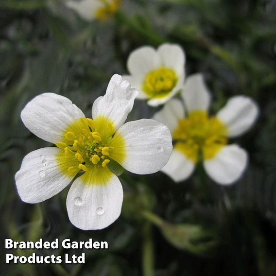 Ranunculus aquatilis (Oxygenating Aquatic)