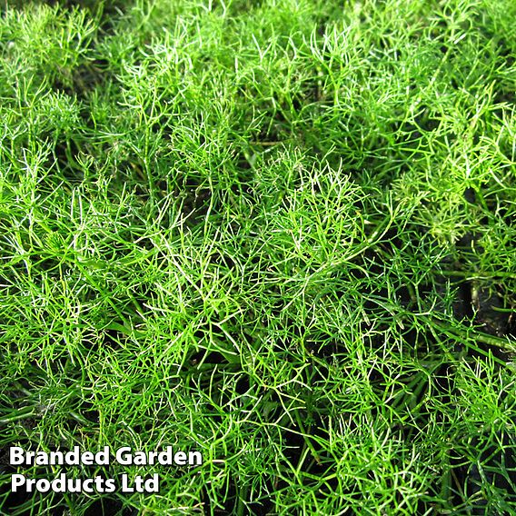 Ranunculus aquatilis (Oxygenating Aquatic)