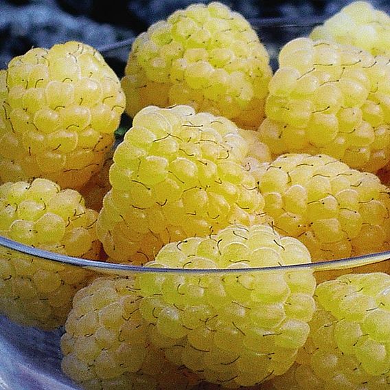 Raspberry 'All Gold' (Autumn fruiting)