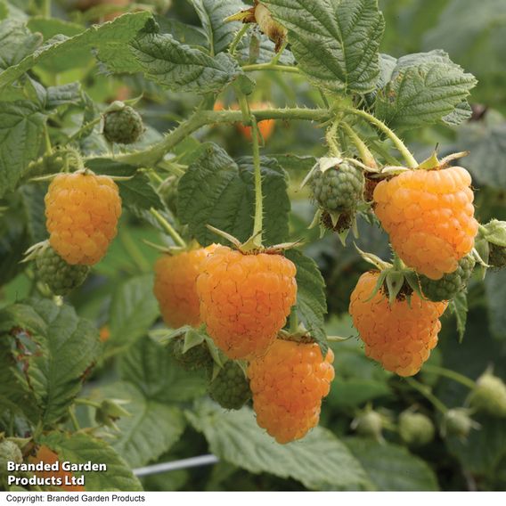 Raspberry Autumn Duo (Autumn Fruiting)