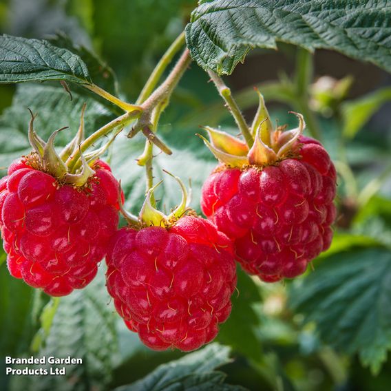 Raspberry Autumn Duo (Autumn Fruiting)