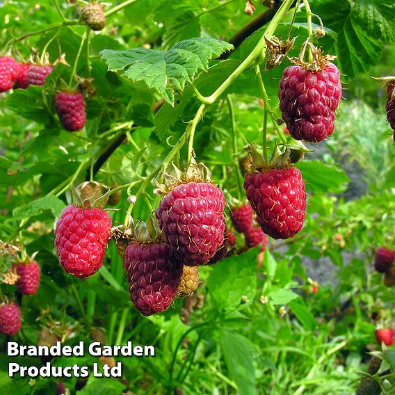 Raspberry 'Imara' (Autumn fruiting)