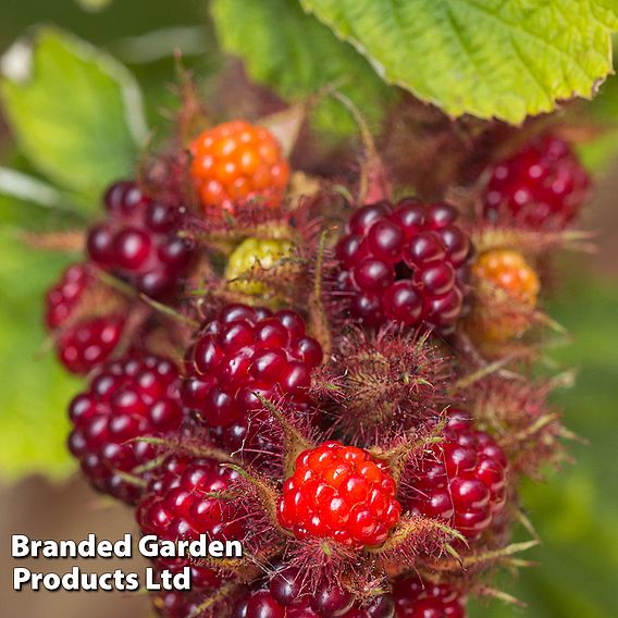 Wineberry