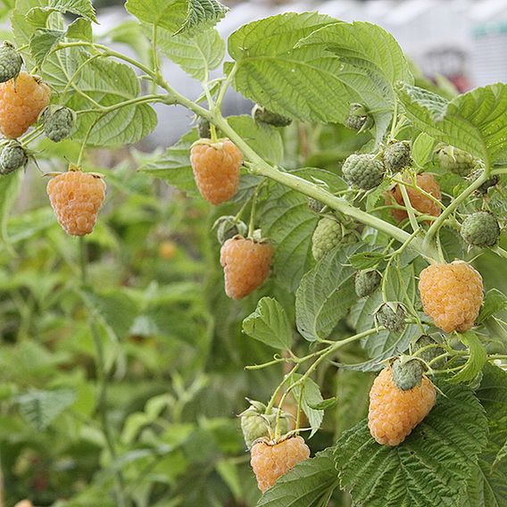 Raspberry 'Twotimer Sugana Yellow' (Everbearing)