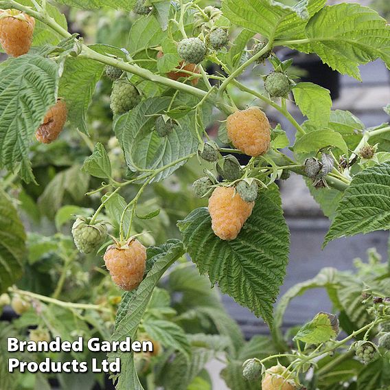 Raspberry 'Twotimer Sugana Yellow' (Everbearing)