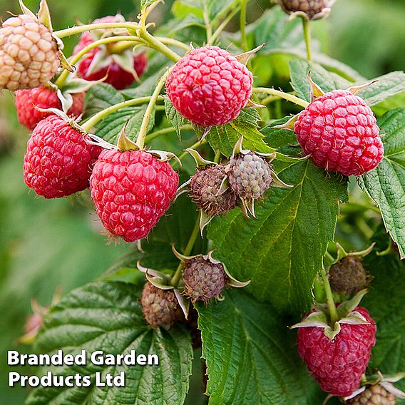 Raspberry 'Sugana'