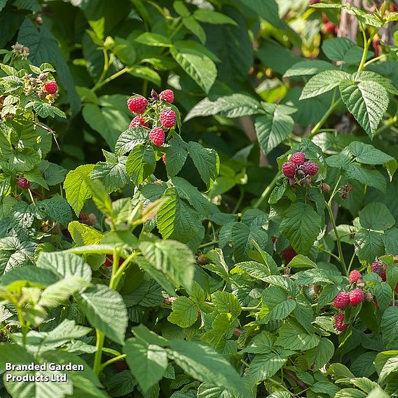 Raspberry 'Summer Lovers Early'