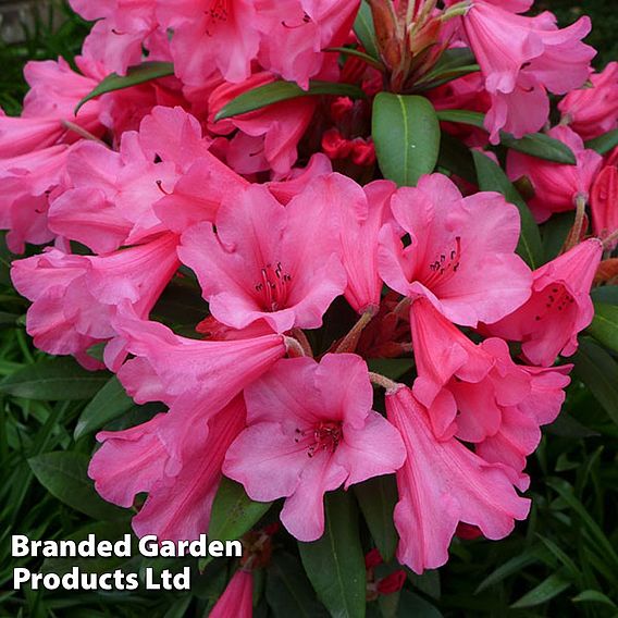 Rhododendron 'Winsome'