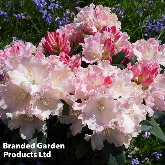 Rhododendron 'Dreamland'