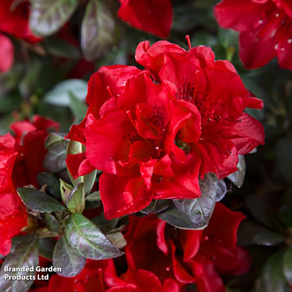 Rhododendron 'Encore Autumn Fire' (Azalea Group)