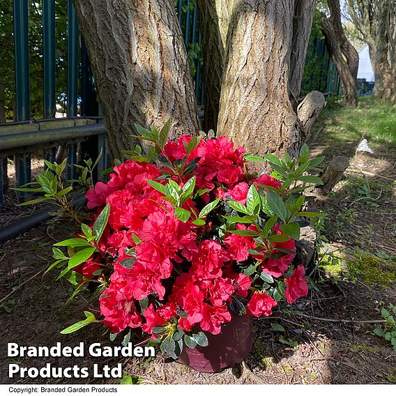 Rhododendron 'Encore Autumn Fire' (Azalea Group)