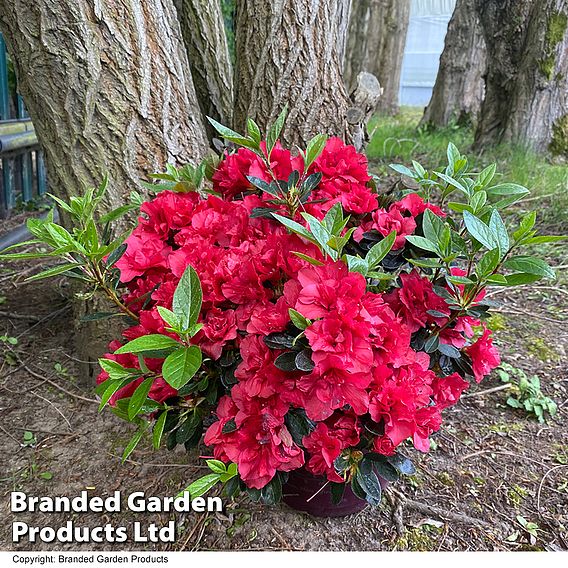 Rhododendron 'Encore Autumn Fire' (Azalea Group)