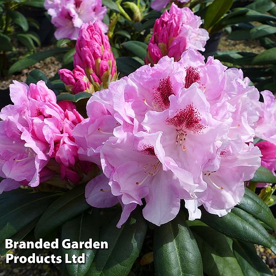 Rhododendron 'Flanagan's Daughter' Yakushimanum Hybrid