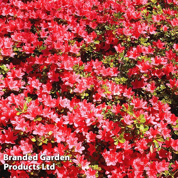 Rhododendron 'Johanna' (Azalea Group)