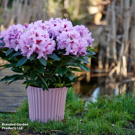 Rhododendron 'XXL Lila Flame'