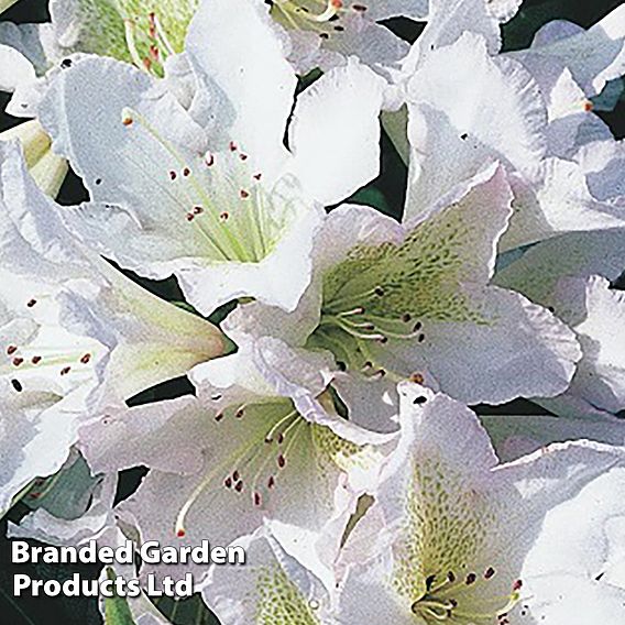 Rhododendron 'Silver Sixpence'